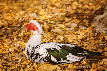 Image showing Resting Muscovy Duck