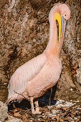 Image showing Pelican near the tree