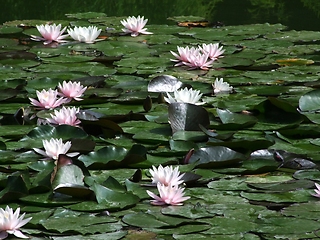 Image showing Waterlily flower