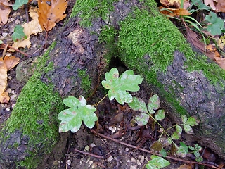 Image showing Autumn leaves