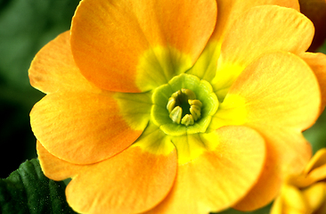 Image showing Primrose