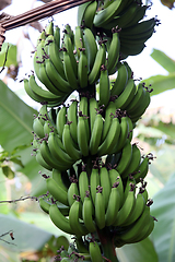 Image showing Banana plant with ripe bananas