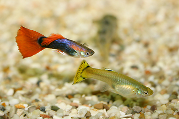 Image showing Guppy   (Poecilia reticulata) 