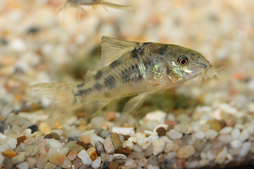 Image showing Marbled catfish (Corydoras paleatus)