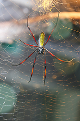 Image showing  Madagaskar-Seidenspinne   golden silk orb-weavers  (Nephila inaurata madagascariensis) 