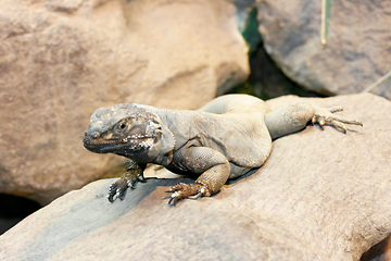 Image showing Echse   Lizard 