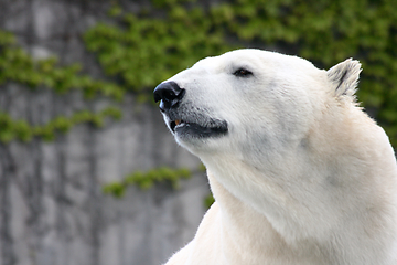 Image showing Eisbär   polar bear   (ursus maritimus) 