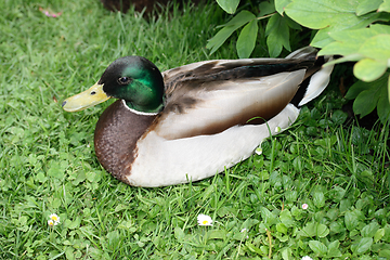 Image showing Stockentenerpel  Mallard drake  (Anas platyrhynchos) 