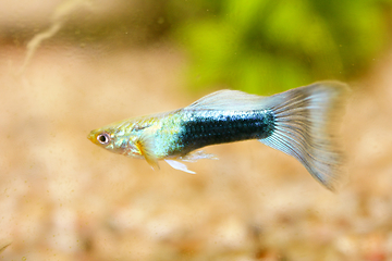 Image showing Guppy   (Poecilia reticulata) 