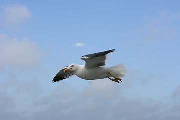 Image showing Fliegende Silbermöwe  flying gull  (Larus argentatus) 