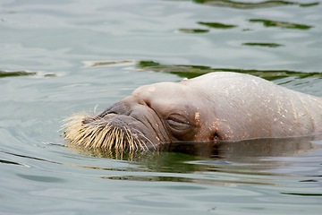 Image showing Walross  walrus  (Odobenus rosmarus) 