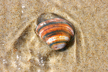 Image showing Muschelschale  Seashell 