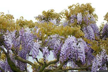 Image showing Blauregen   Wisteria  (Wisteria) 