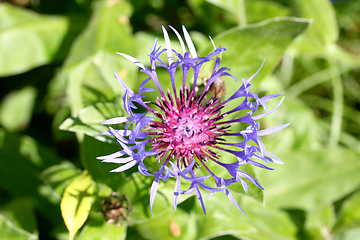 Image showing Kornblume    Cornflower   (Centaurea cyanus)