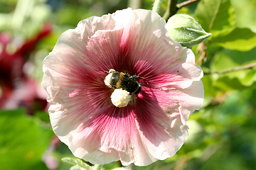 Image showing Stockrose rot   hollyhock red  (Alcea rosea) 