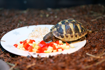 Image showing Griechische Landschildkröte  Hermann's tortoise  (Testudo hermanni boettgeri)  