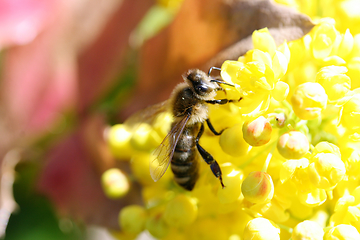 Image showing A bee visits a yellow flowering bloom	Eine Biene besucht eine gelbblühende Blüte 