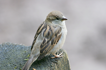 Image showing Haussperling house sparrow  (Passer domesticus)  