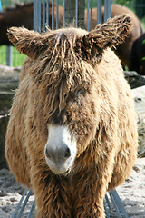 Image showing Esel  Donkey  (Equus asinus asinus) 