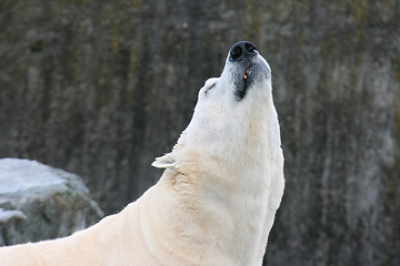 Image showing Eisbär   polar bear   (ursus maritimus) 