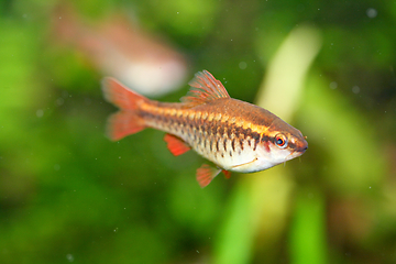 Image showing Bitterlingsbarbe Cherry barb  (Puntius titteya)  