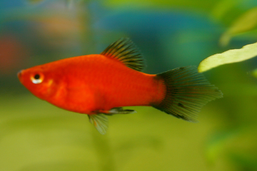 Image showing  Platy  Spiegelkärpfling   (Xiphophorus maculatus) 