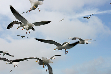 Image showing Fliegende Silbermöwe  flying gull  (Larus argentatus) 