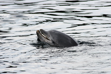 Image showing Delphin   Dolphin    (Delphinidae) 