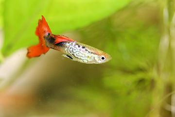 Image showing Guppy   (Poecilia reticulata)