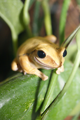 Image showing kleiner Frosch   small frog 