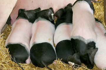 Image showing Ferkel  piglets 