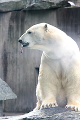 Image showing Eisbär   polar bear   (ursus maritimus) 