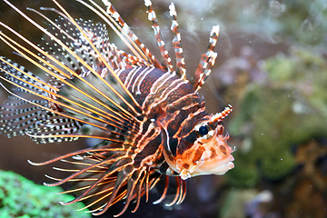 Image showing Antennen-Feuerfisch  Antenna fire fish   (Pterois antennata) 