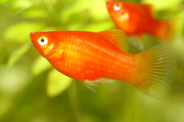 Image showing  Platy  Spiegelkärpfling   (Xiphophorus maculatus) 