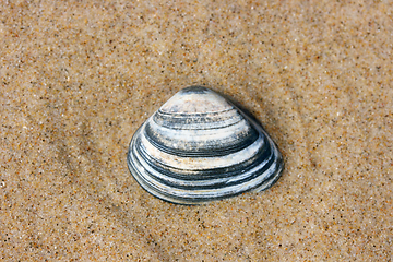 Image showing Muschelschale  Seashell 