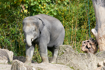 Image showing Elefant  Elephant   (elephantidae) 