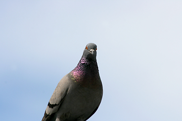 Image showing Stadttaube  City pigeon   (Columba livia forma domestica) 