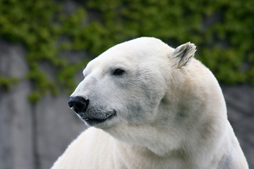 Image showing Eisbär   polar bear   (ursus maritimus) 