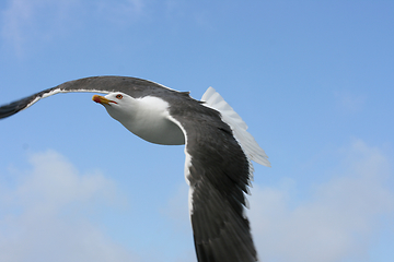 Image showing Fliegende Silbermöwe  flying gull  (Larus argentatus) 
