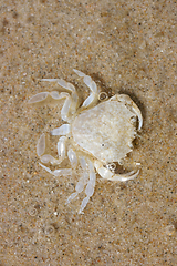 Image showing Strandkrabbe  Beach crab   (Carcinus maenas) 