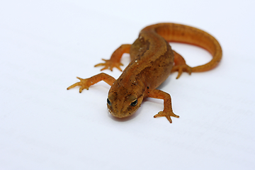 Image showing Teichmolch   Newt   (Lissotriton vulgaris)  