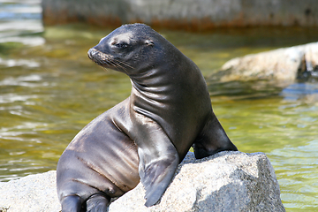 Image showing Seehund   harbor seal  (Phoca vitulina) 