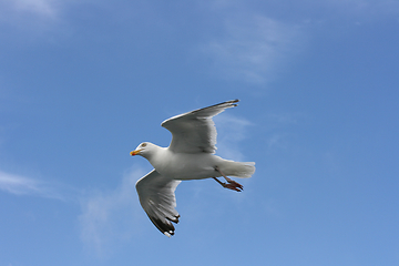 Image showing Fliegende Silbermöwe  flying gull  (Larus argentatus) 