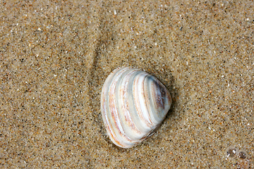 Image showing Muschelschale  Seashell 