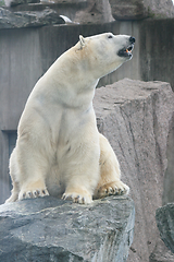 Image showing Eisbär   polar bear   (ursus maritimus) 