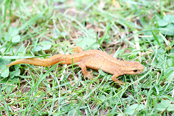 Image showing Molch newt  (Triturus) 