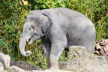 Image showing Elefant  Elephant   (elephantidae) 