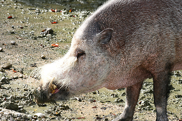 Image showing Wildschwein  Wild boar   (Sus scrofa) 