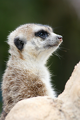 Image showing Erdmännchen   Meerkat   (Suricata suricatta) 