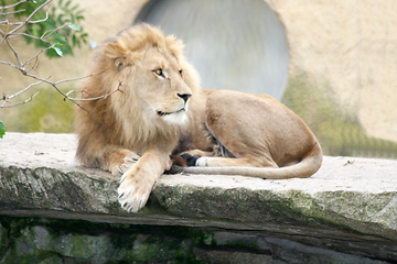 Image showing Löwe  Lion (Panthera leo) 